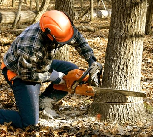 Tree Removal in Lecompte, LA